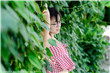 火风凰特种兵